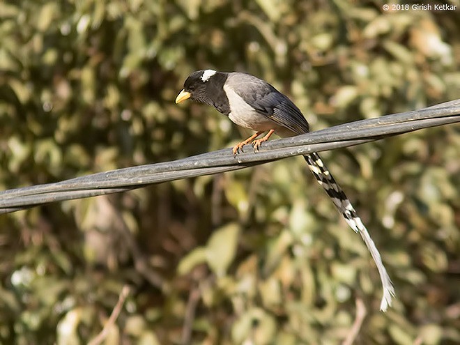 Yellow-billed Blue-Magpie - ML377566111