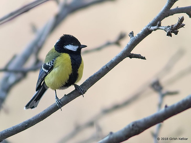 Green-backed Tit - ML377566131