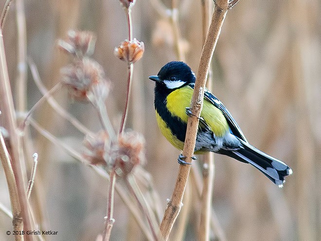 Green-backed Tit - ML377566141