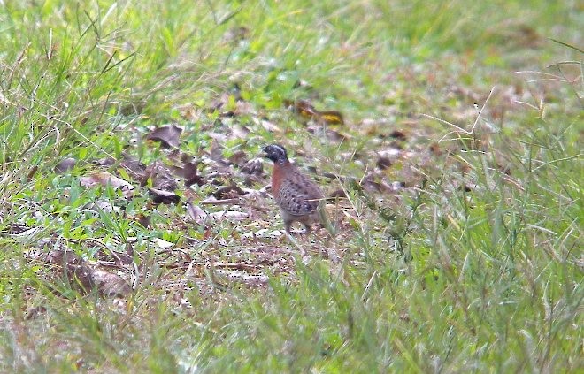 Spotted Buttonquail - ML377566641