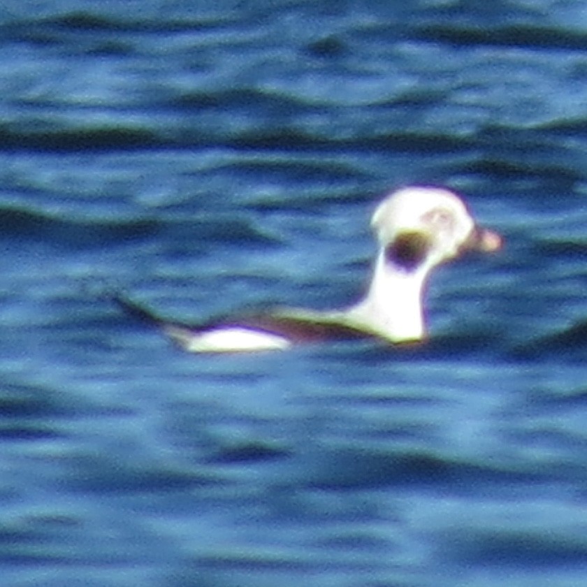 Long-tailed Duck - ML37756671