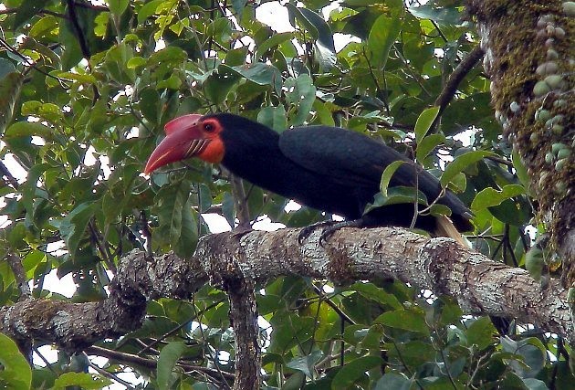 Writhed Hornbill - ML377566711