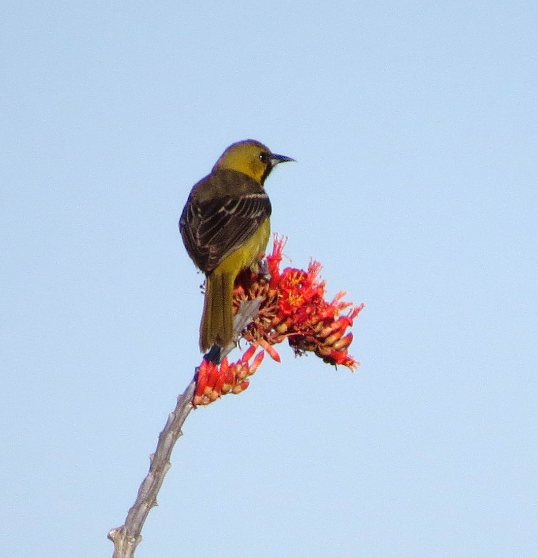 Orchard Oriole - ML37756681