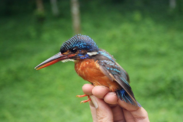 Blue-eared Kingfisher - Woraphot Bunkhwamdi