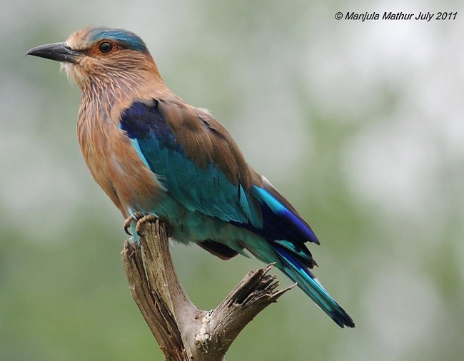 Bengalenracke - ML377567131