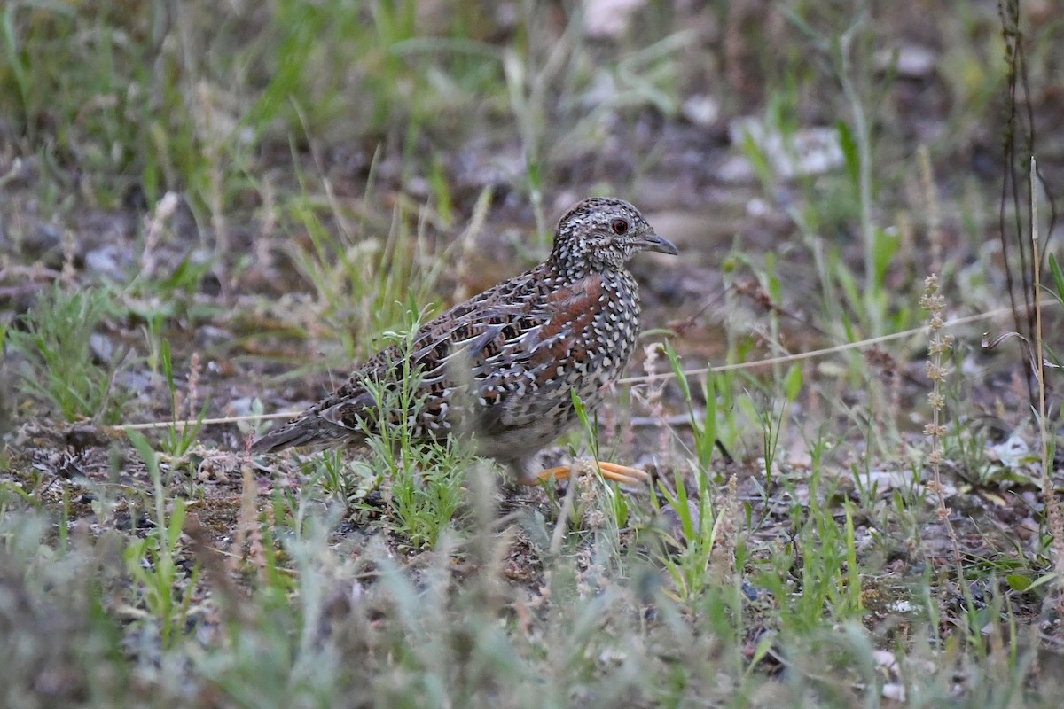 Painted Buttonquail - ML377567681