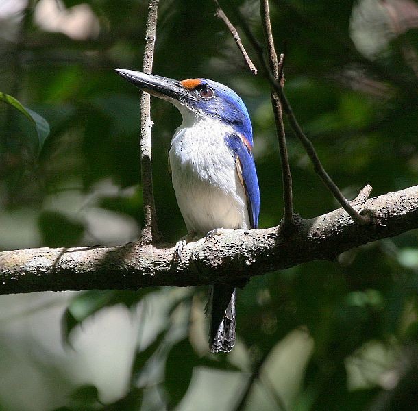 Rufous-lored Kingfisher - marc ameels