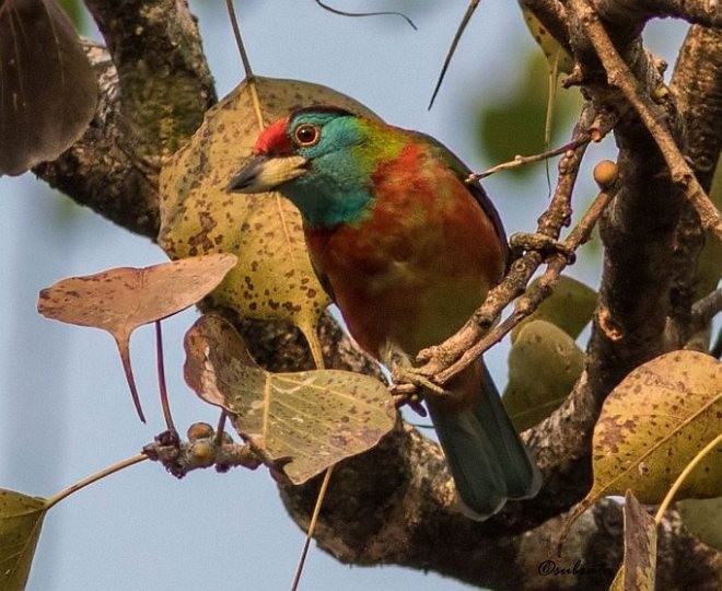 Blue-throated Barbet (Red-crowned) - Subrato Sanyal