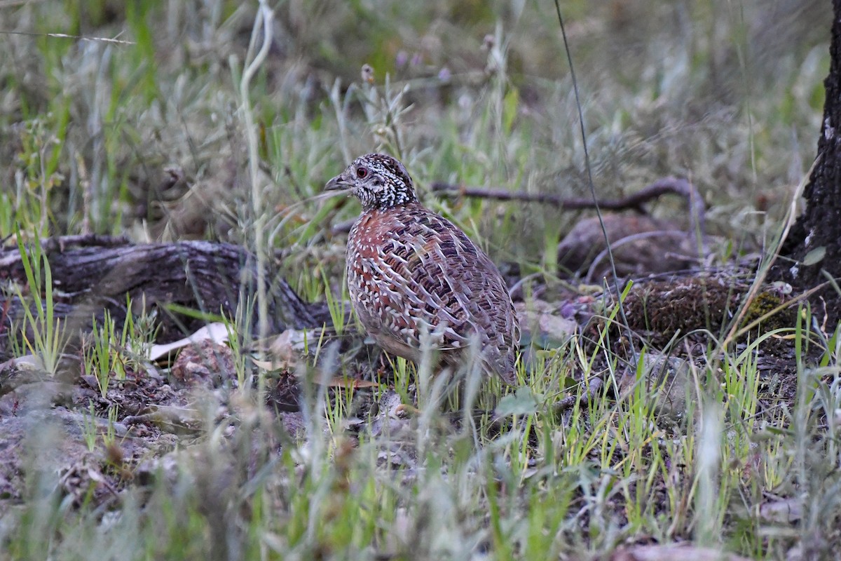 Painted Buttonquail - ML377569531