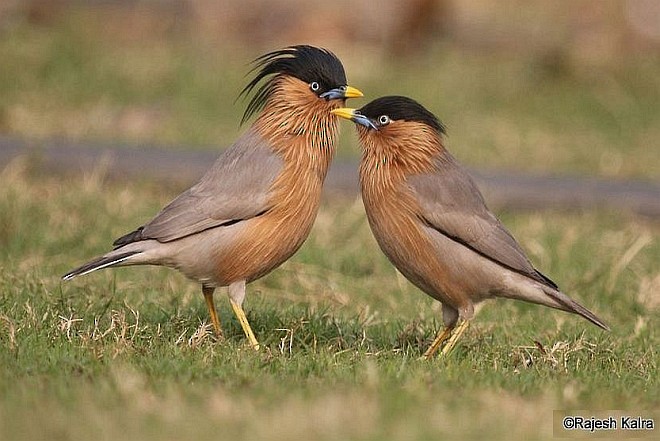 Brahminy Starling - ML377569811