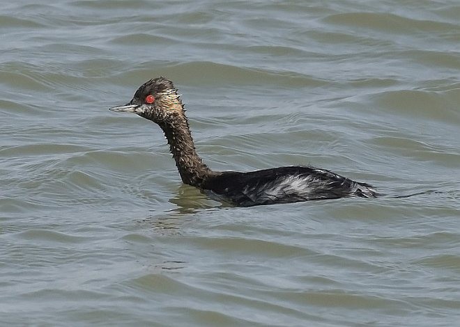 Eared Grebe - ML377570001