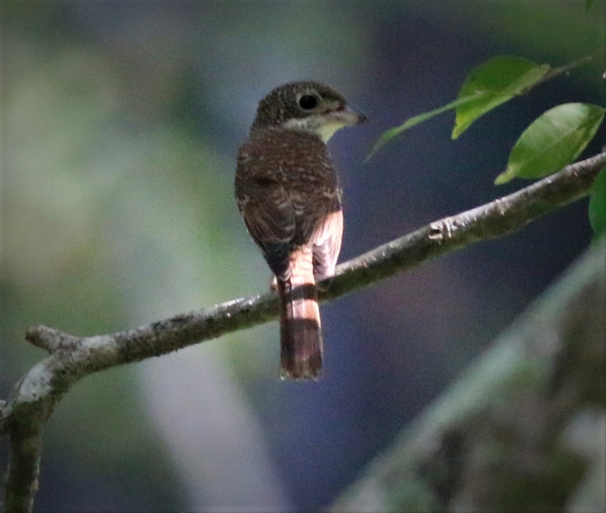 Tiger Shrike - ML377570111