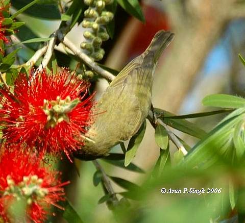 Tytler's Leaf Warbler - ML377570291