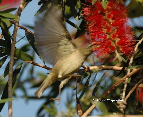 Tytler's Leaf Warbler - ML377570321