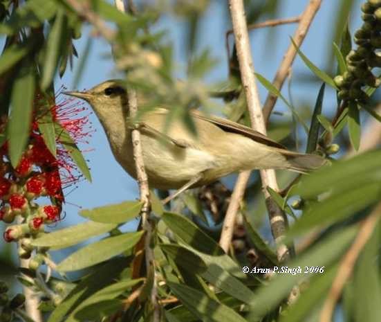 Tytler's Leaf Warbler - ML377570341