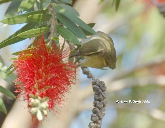 Tytler's Leaf Warbler - ML377570351