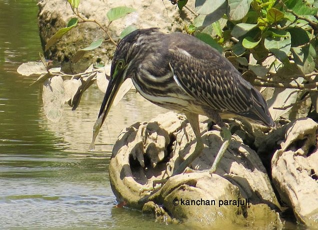 Striated Heron (Old World) - ML377571011