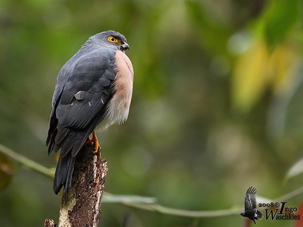 Small Sparrowhawk - ML377571171