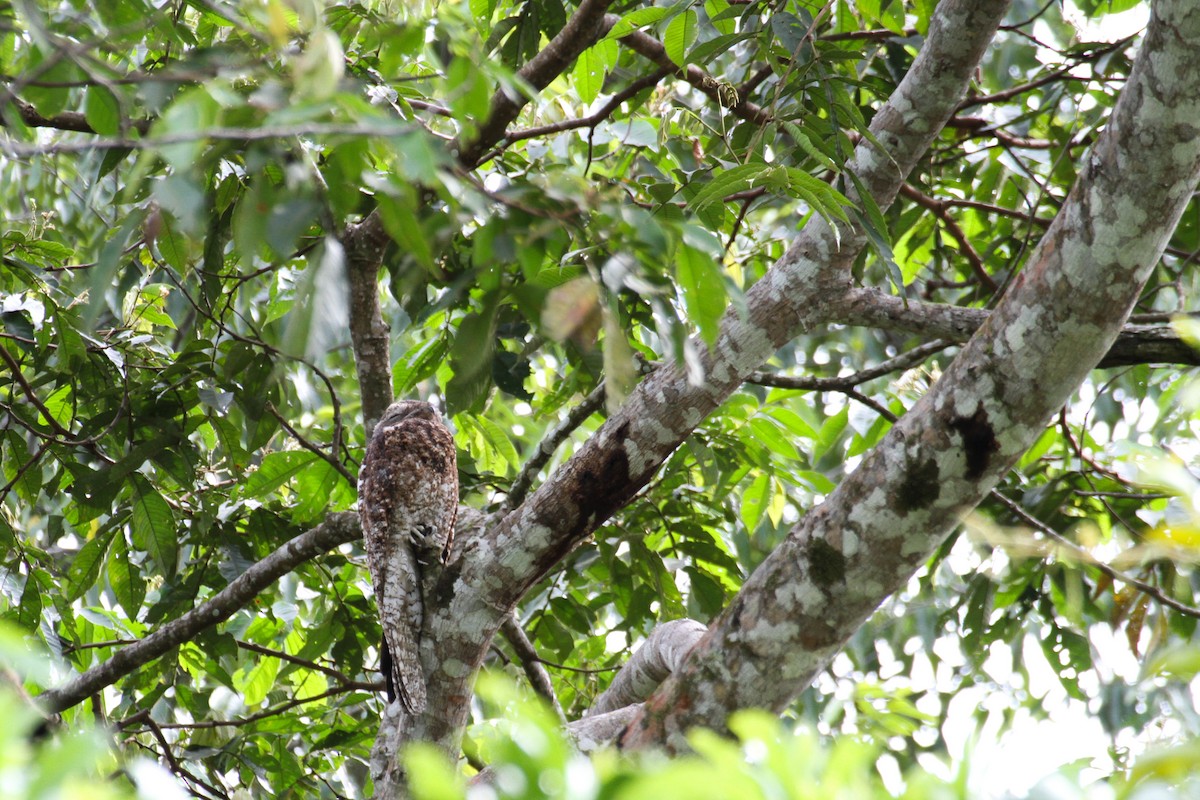 Great Potoo - Carlos Funes