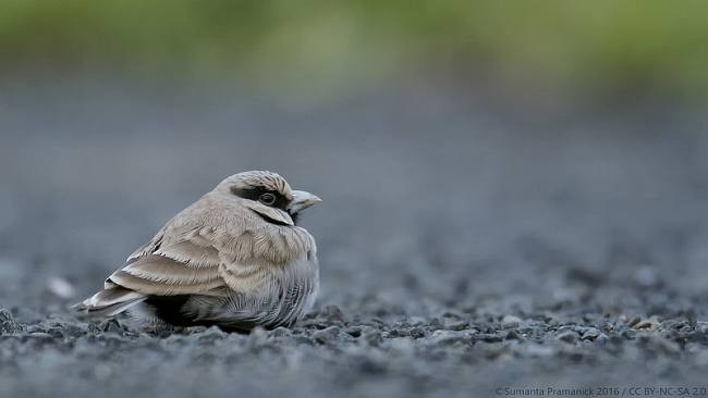 Ashy-crowned Sparrow-Lark - ML377572181