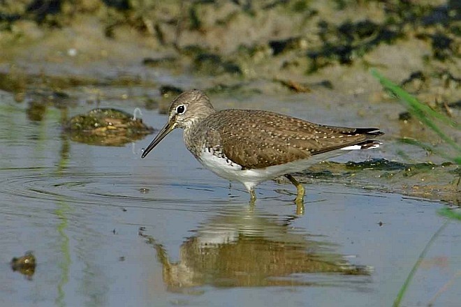 Green Sandpiper - ML377572841