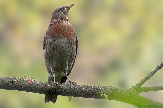 Red-throated Thrush - Nobajyoti Borgohain