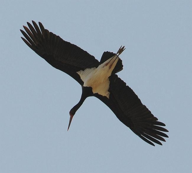 Black Stork - jaysukh parekh Suman