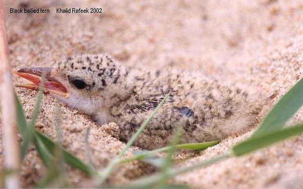 Black-bellied Tern - ML377574631