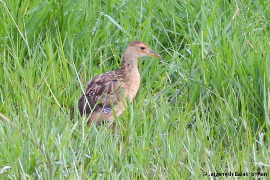 Watercock - ML377574871