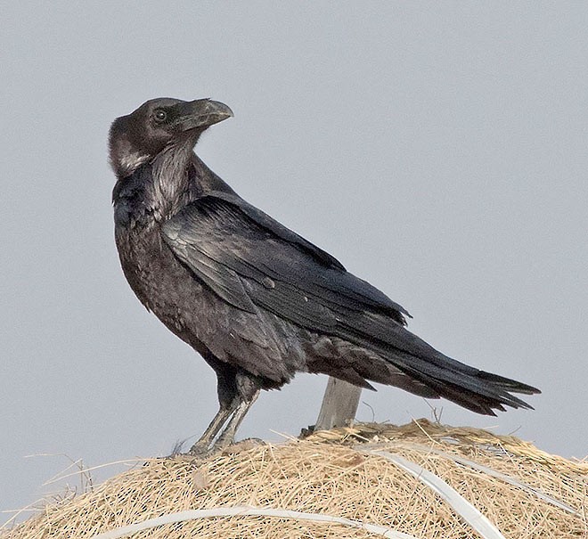 Common Raven - ML377575181