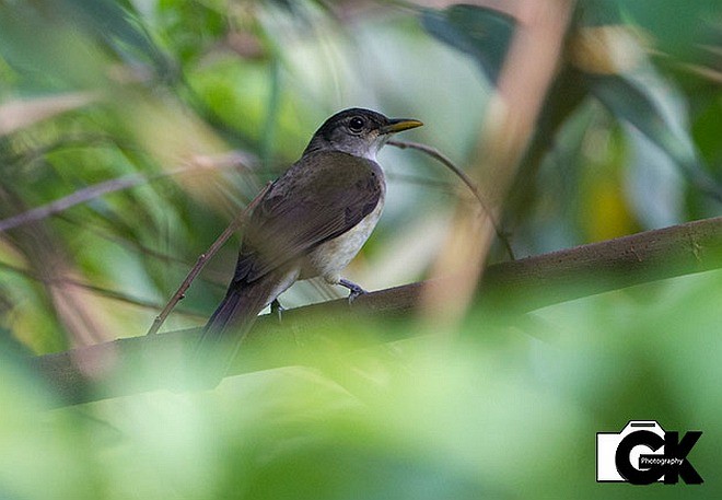 Bulbul de Nicobar - ML377576031