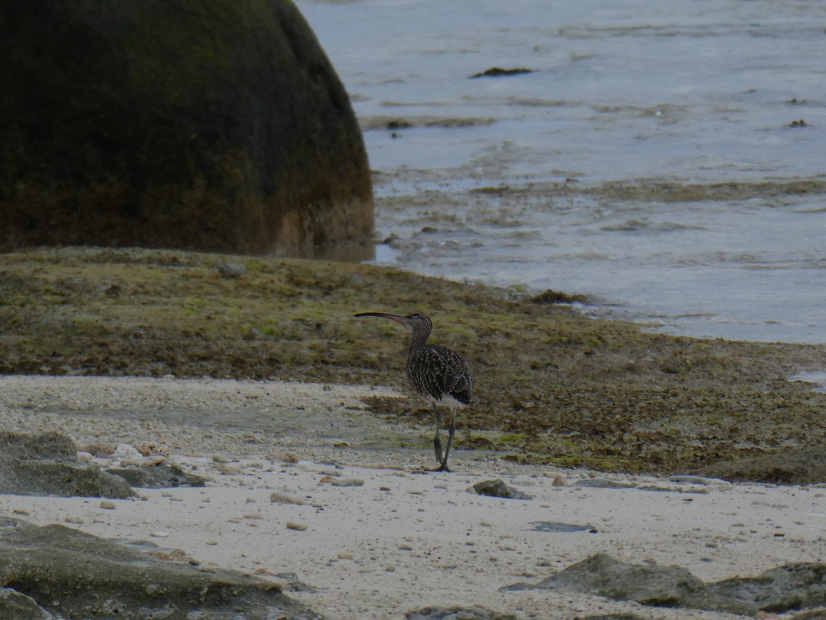 Whimbrel - Island Conservation Society Headquaters