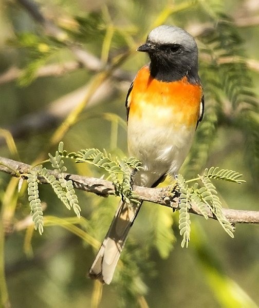 Small Minivet - ML377576661