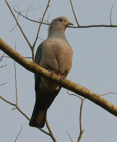 Green Imperial-Pigeon (Green) - ML377577831