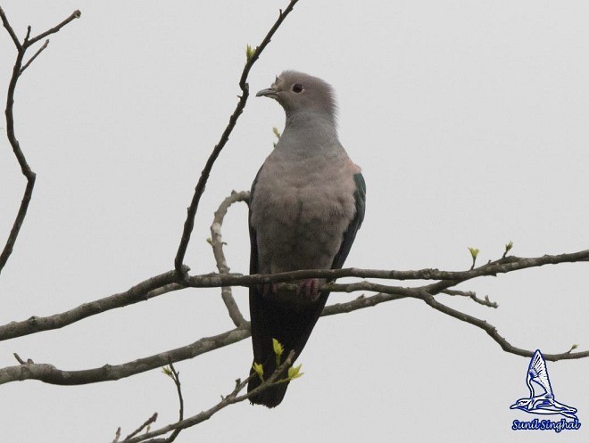 Green Imperial-Pigeon (Green) - ML377578941