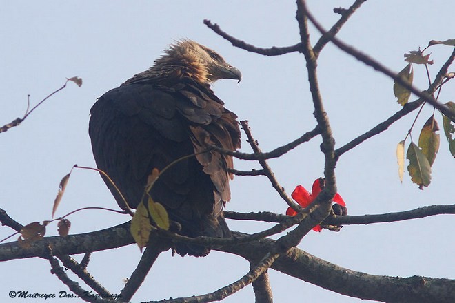 Pallas's Fish-Eagle - ML377579011