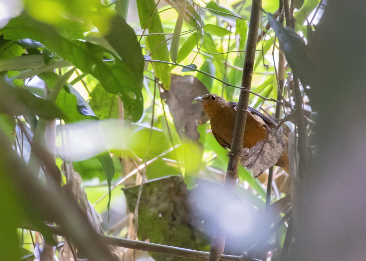 Cinnamon-rumped Foliage-gleaner - Caio Brito