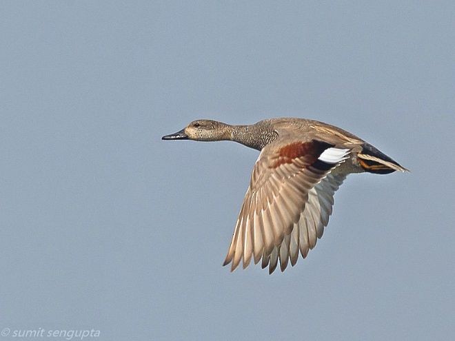 Gadwall - Sumit  Sengupta