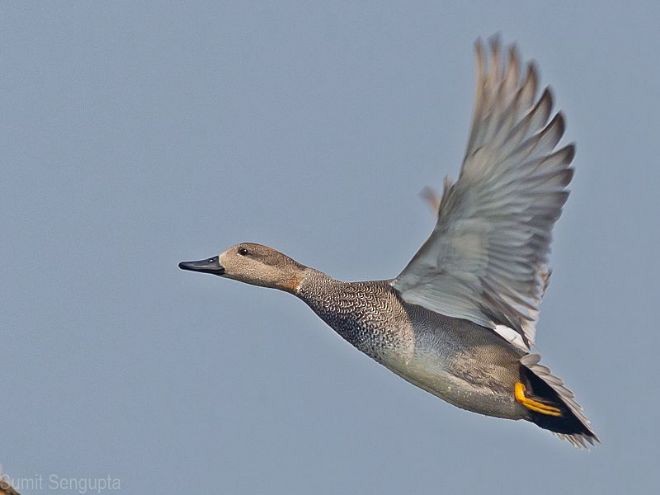 Gadwall - Sumit  Sengupta