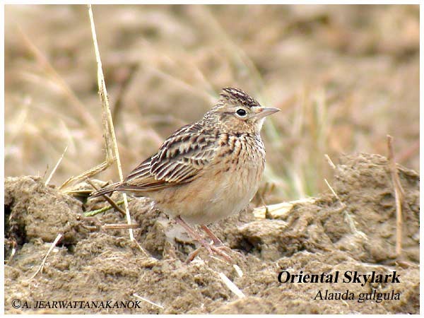 Oriental Skylark - ML377583881