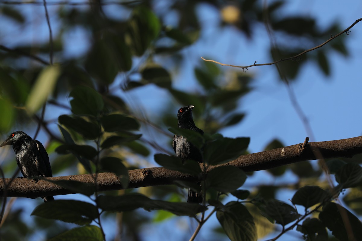 Singing Starling - ML377583931