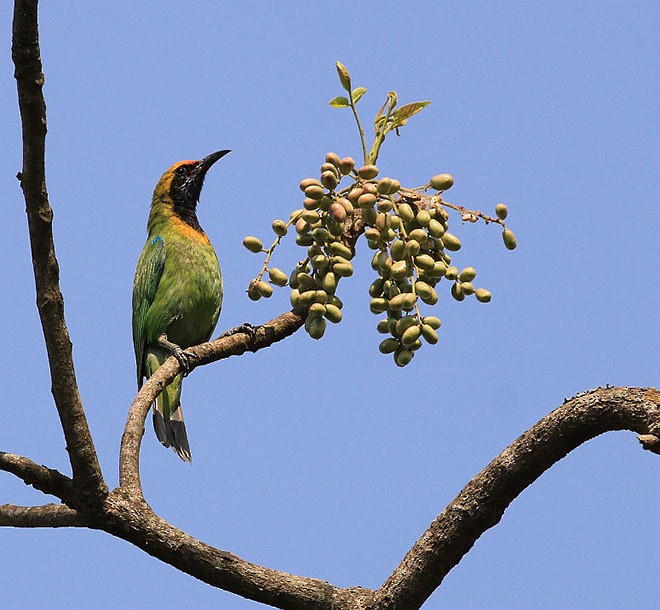 Goldstirn-Blattvogel - ML377584031