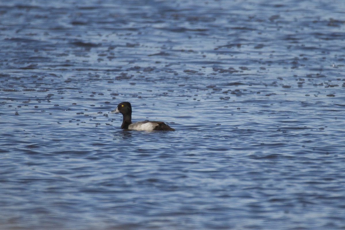 Lesser Scaup - ML37758501