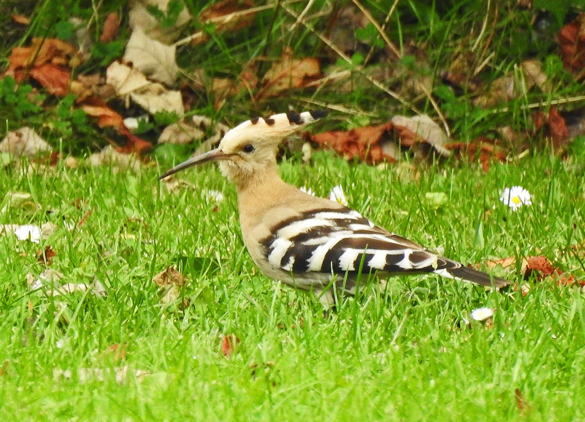 Common Hoopoe - ML377587061