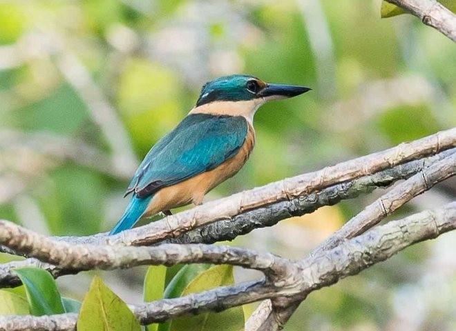 Sacred Kingfisher (Australasian) - Simon van der Meulen