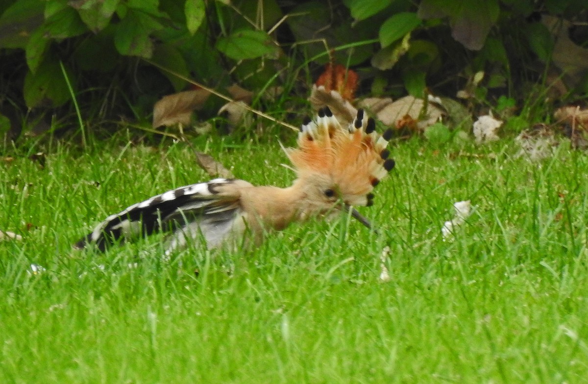 Common Hoopoe - ML377587121