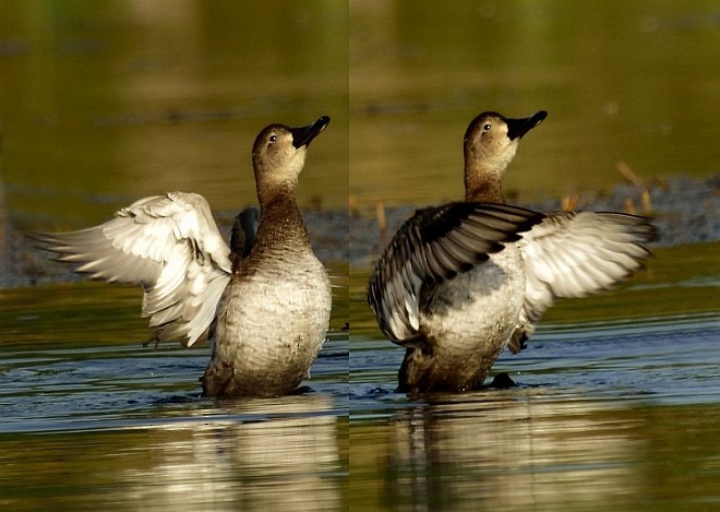 Common Pochard - ML377587951