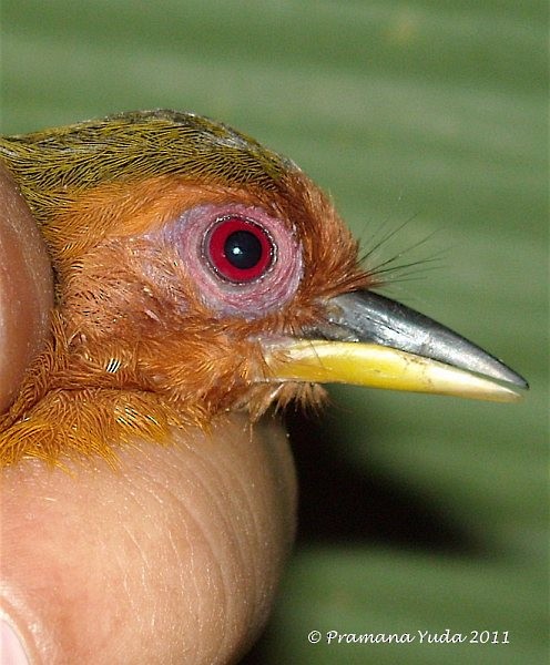 Rufous Piculet - Pramana Yuda