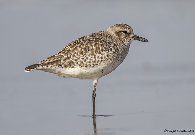 Black-bellied Plover - ML377588091