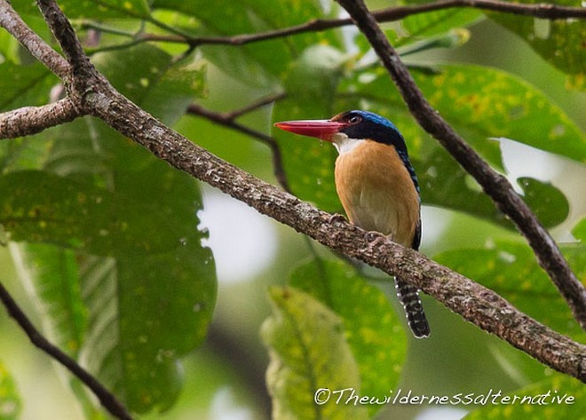Banded Kingfisher (Black-faced) - ML377588541
